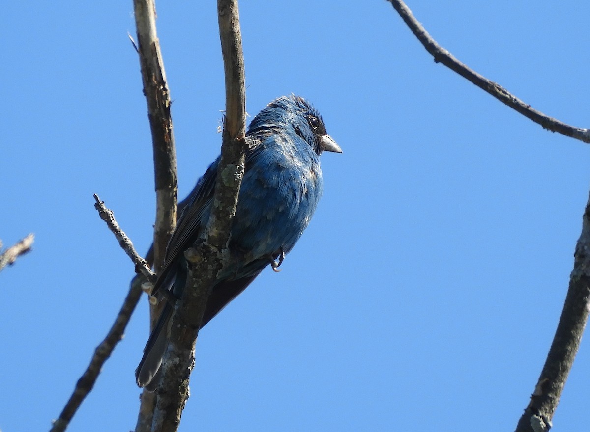 Passerin indigo - ML347989871