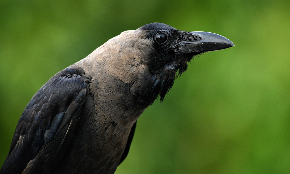 House Crow - ML347991241