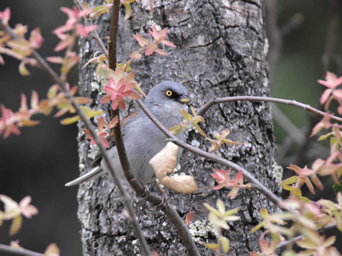 Junco aux yeux jaunes - ML347991731