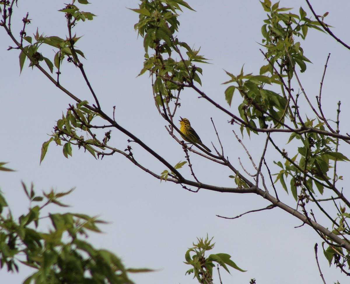 Prairie Warbler - Sarah Sabatke