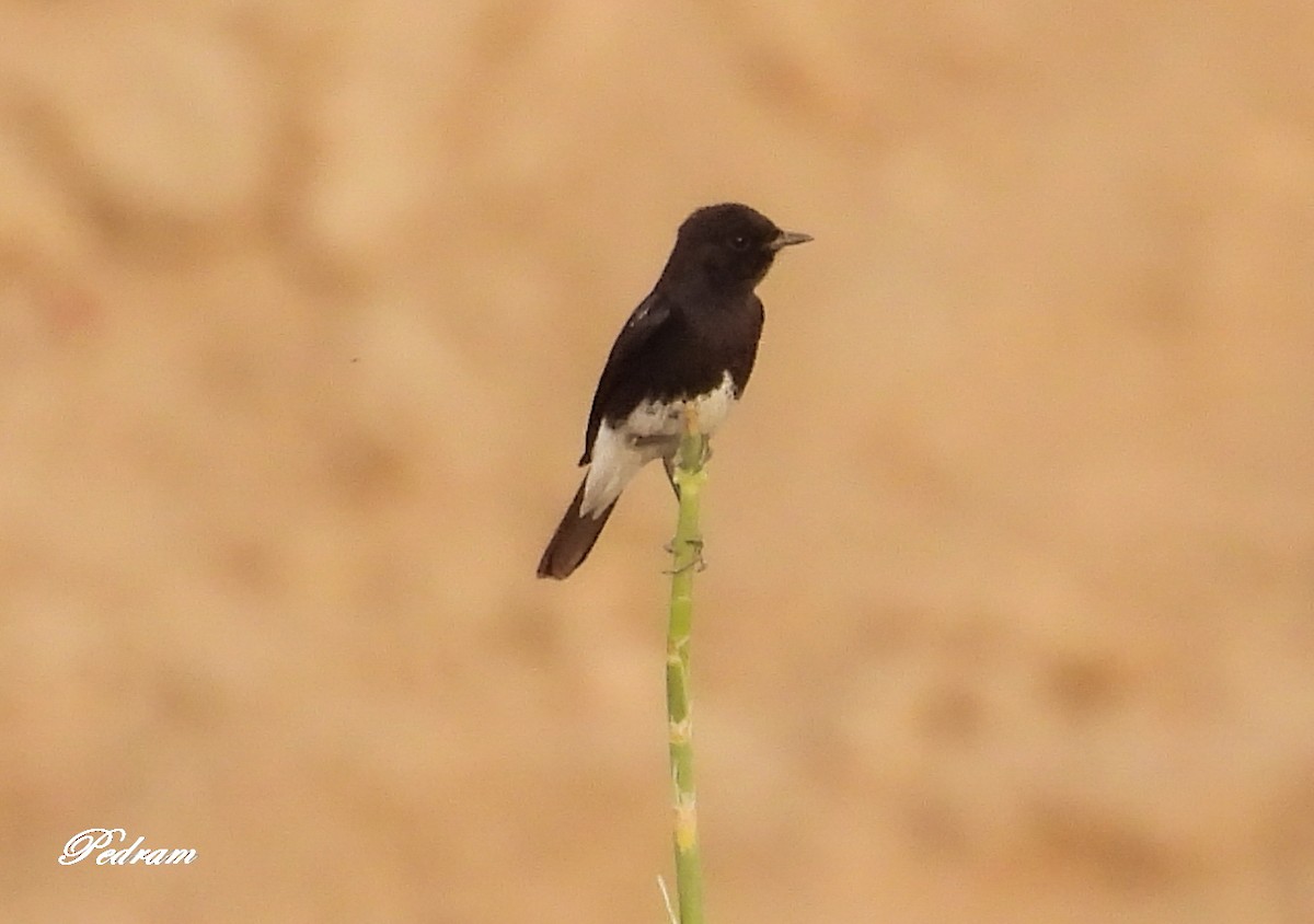 Pied Bushchat - ML347994681