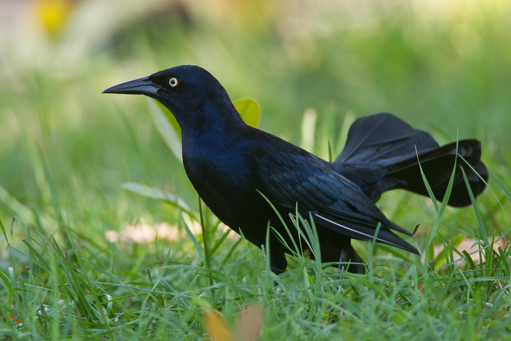 Greater Antillean Grackle - ML347995071