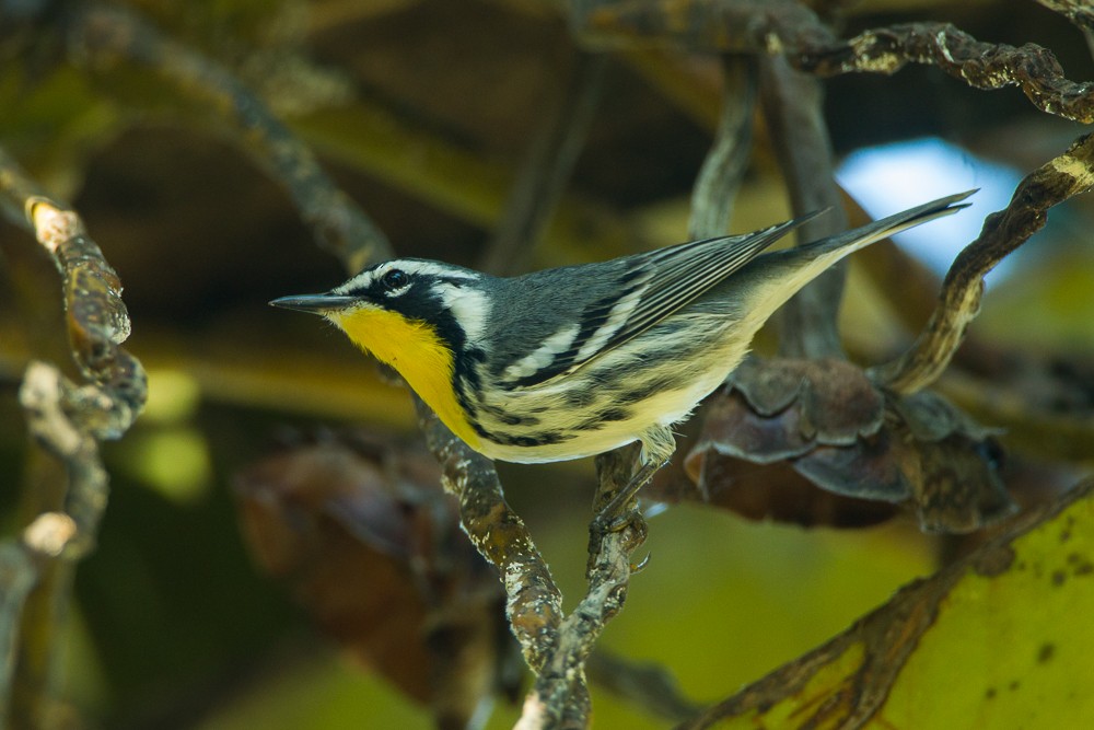 Yellow-throated Warbler - ML347995121