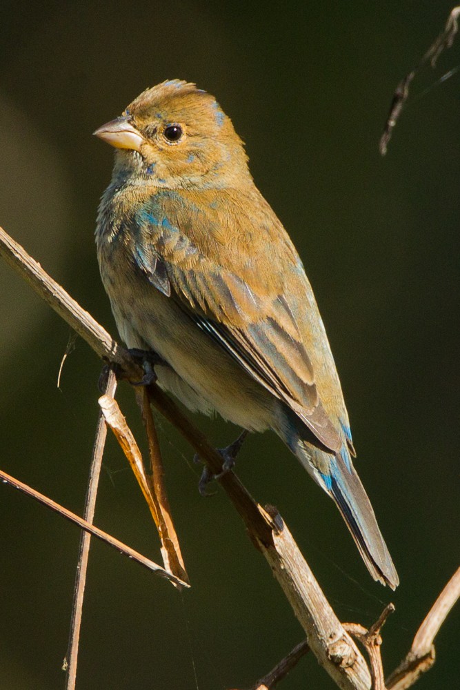 Indigo Bunting - ML347995171