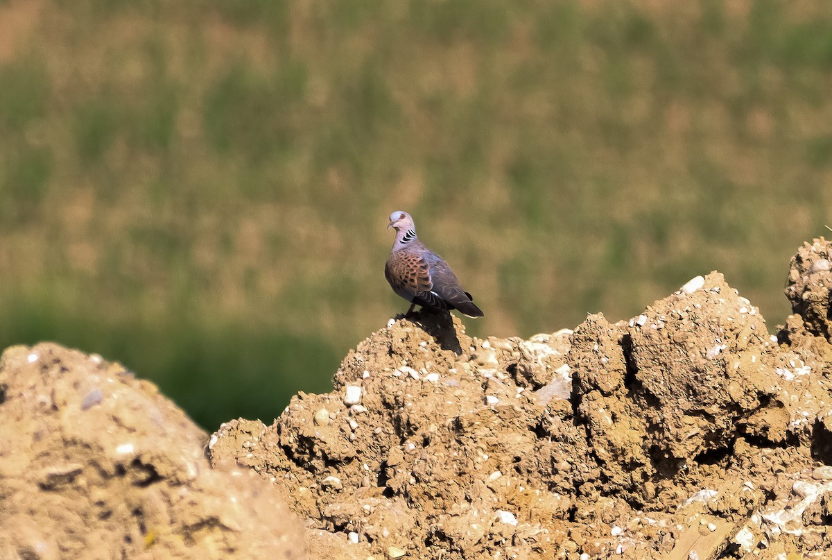 European Turtle-Dove - ML347996401