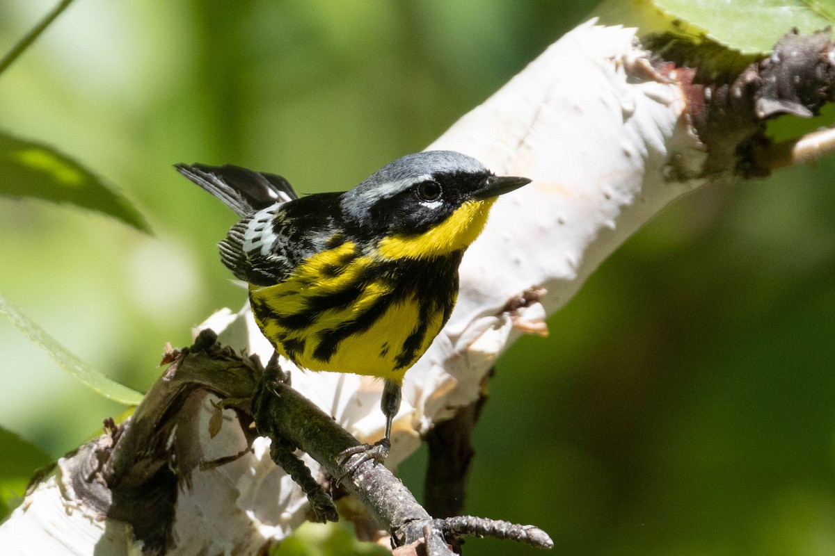 Magnolia Warbler - ML347996441