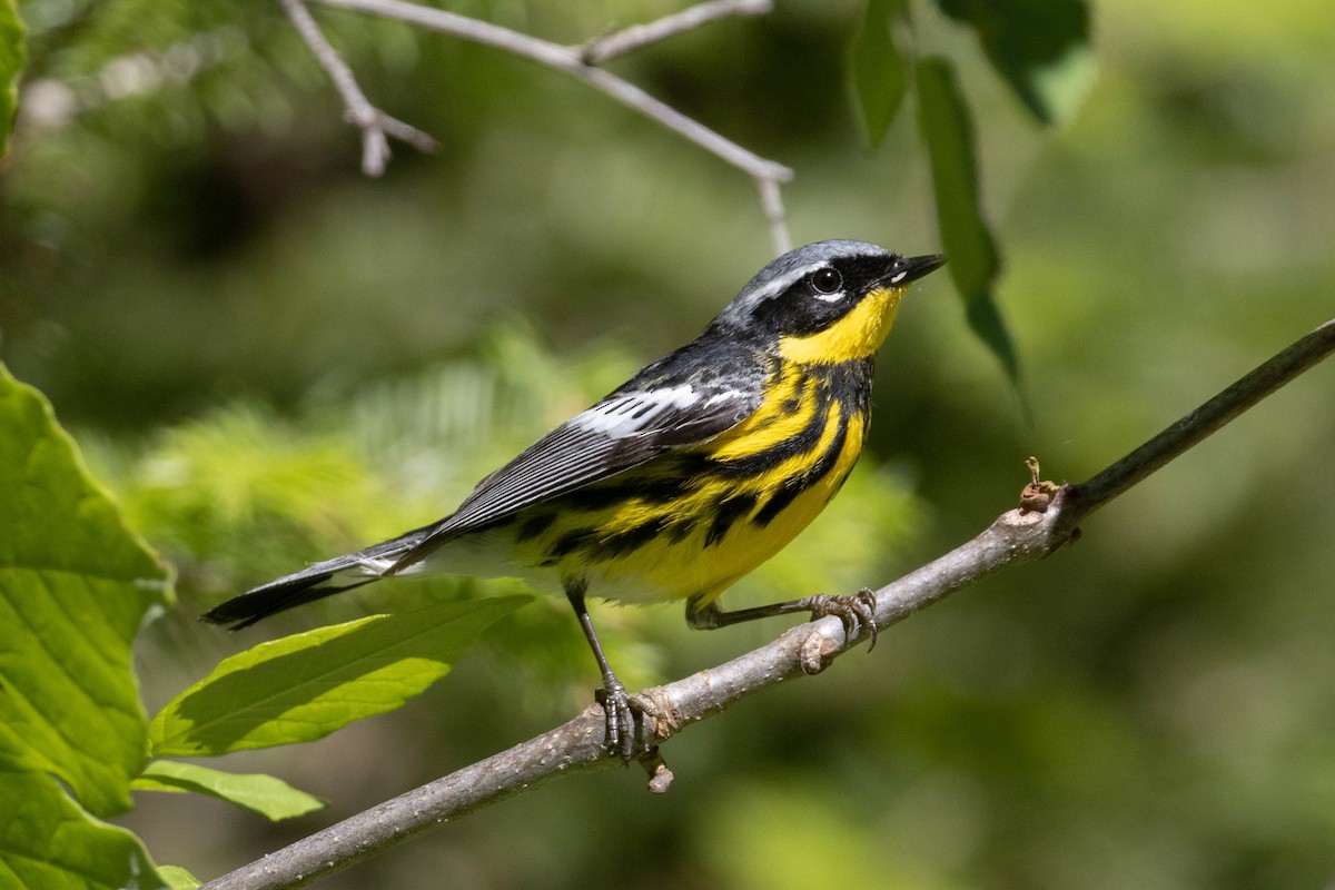 Magnolia Warbler - ML347996501