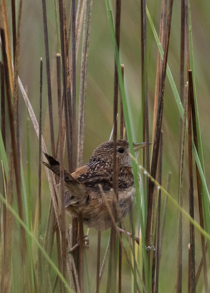 Grass Wren (Northern) - manuel grosselet