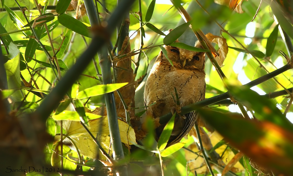 Collared Scops-Owl - Sandip Das