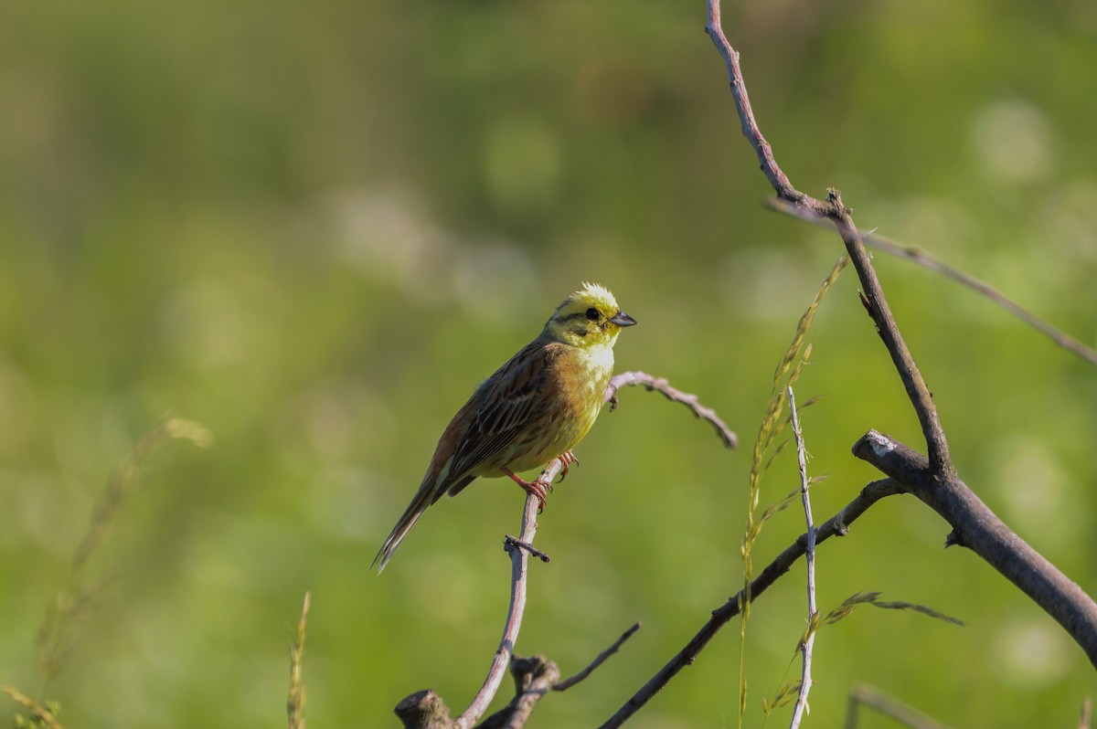 Yellowhammer - ML347997521