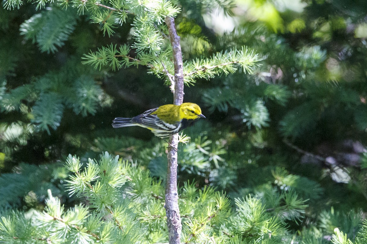 Black-throated Green Warbler - Peter Shelton