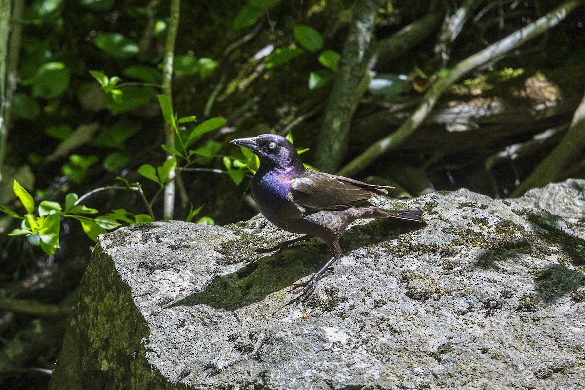 Common Grackle - ML347999141