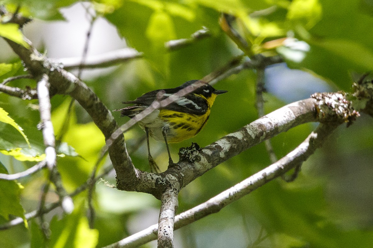 Magnolia Warbler - Peter Shelton