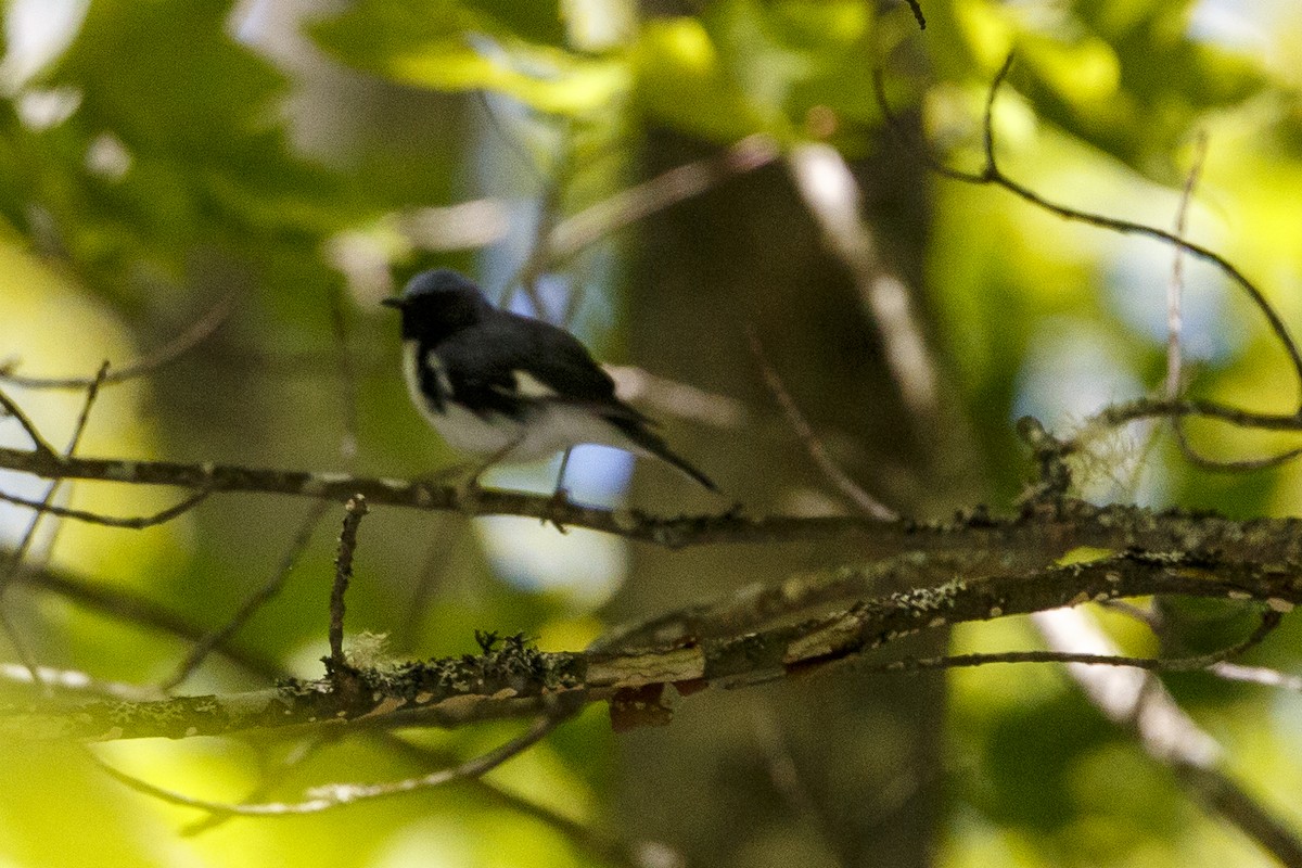 Black-throated Blue Warbler - ML347999451