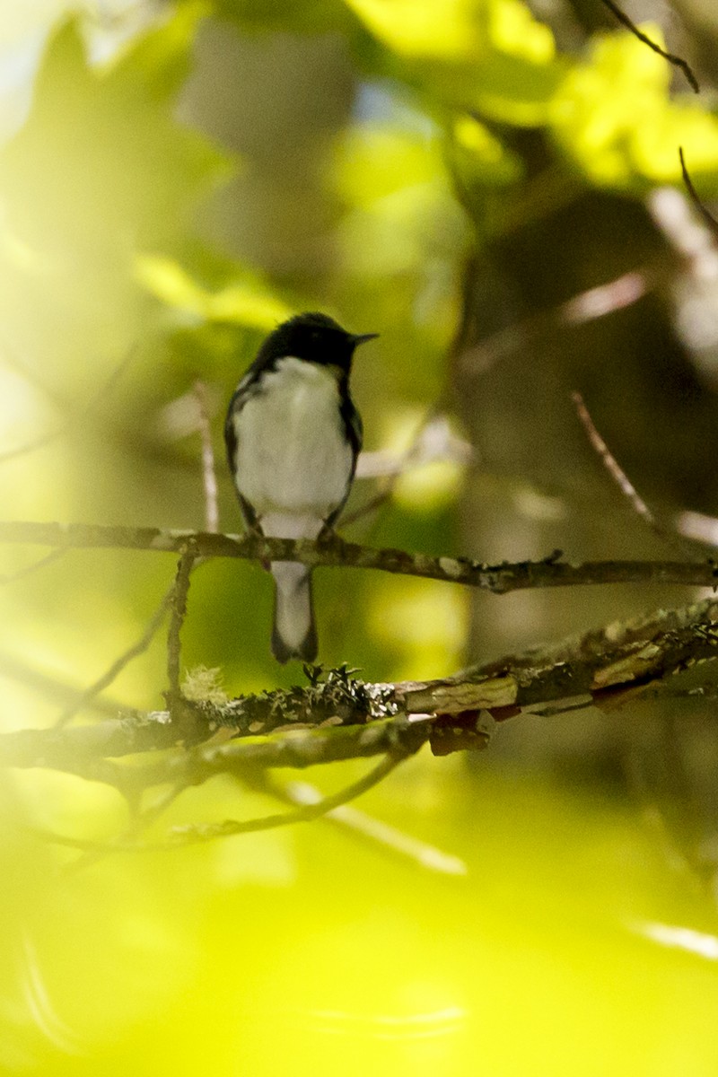 Black-throated Blue Warbler - ML347999491