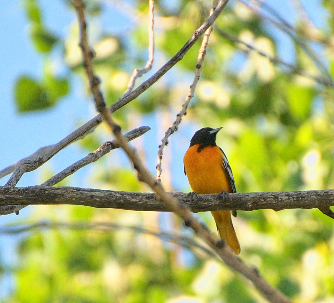 Baltimore Oriole - ML347999791