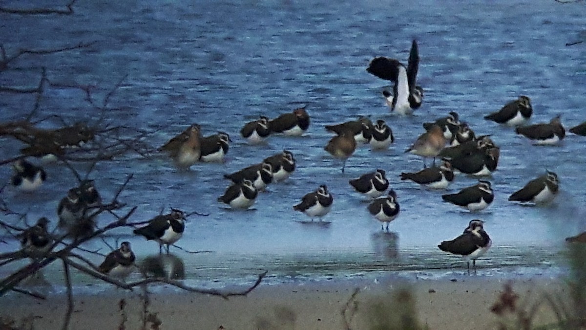 Black-tailed Godwit - ML34800021