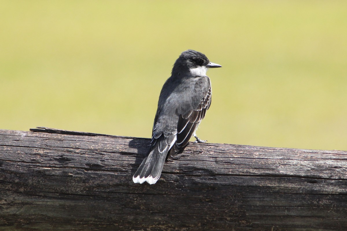 Eastern Kingbird - Susan Wood