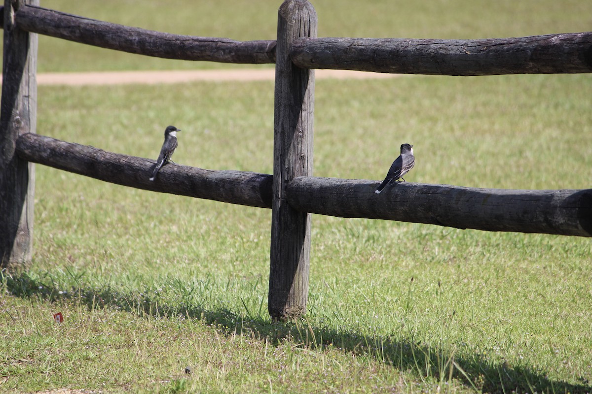 Eastern Kingbird - Susan Wood