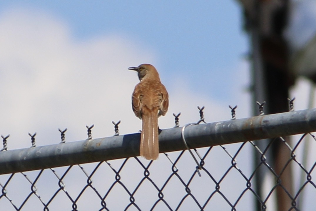 Brown Thrasher - Susan Wood