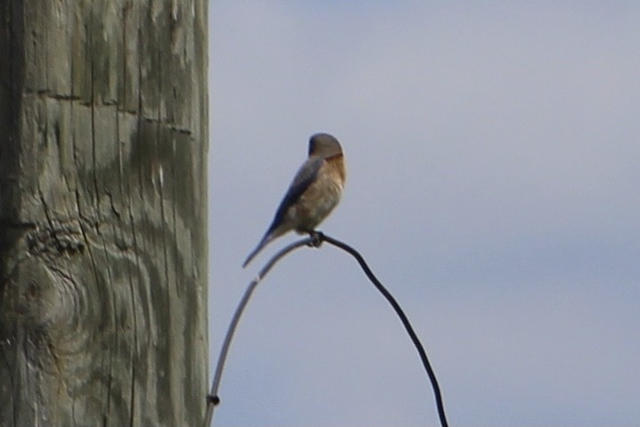 Eastern Bluebird - Susan Wood