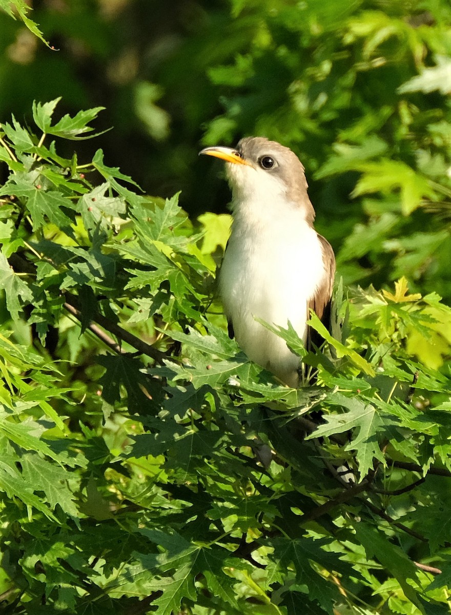 Yellow-billed Cuckoo - ML348000381