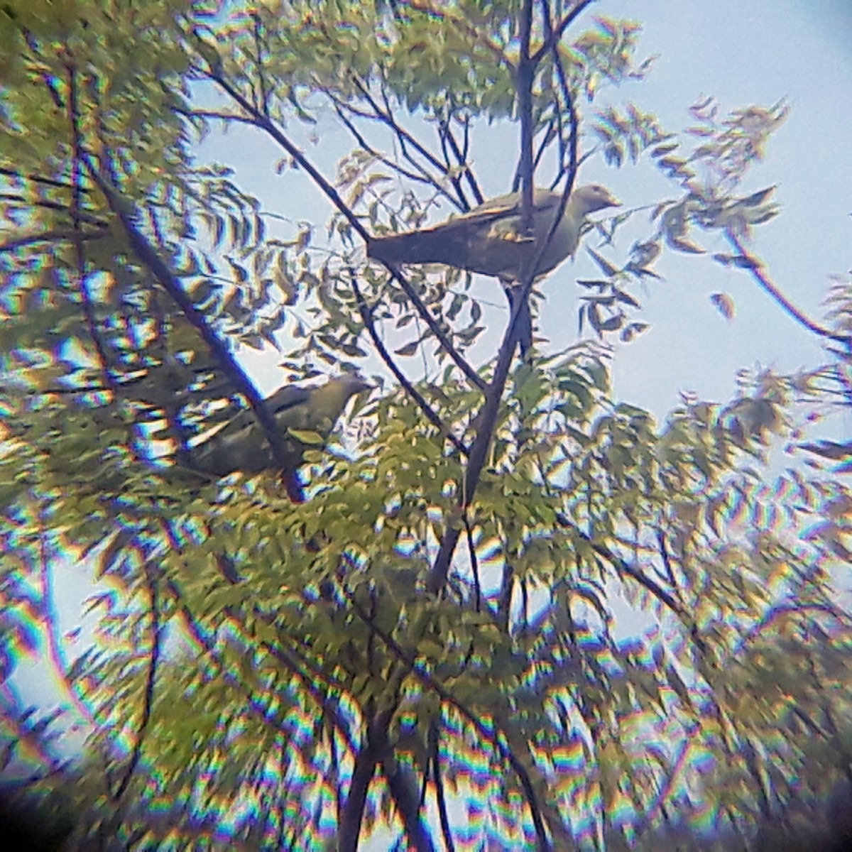 Yellow-footed Green-Pigeon - ML348000431