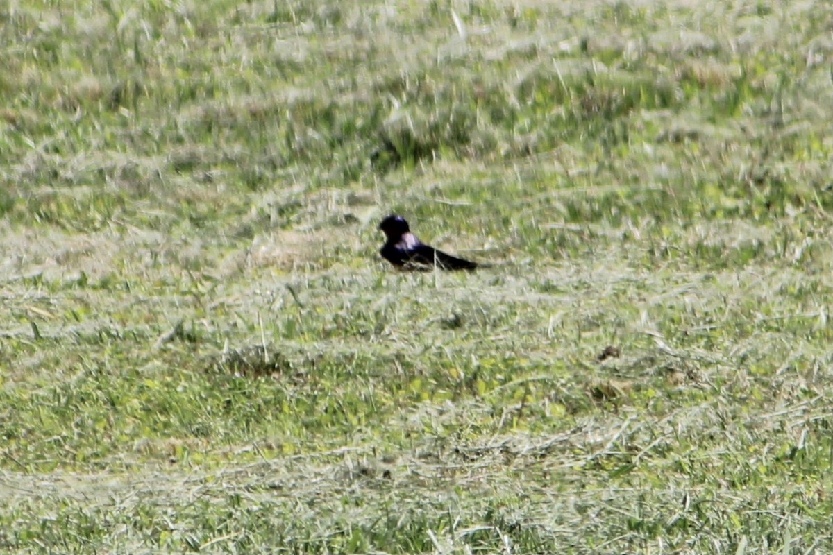 Purple Martin - ML348000461