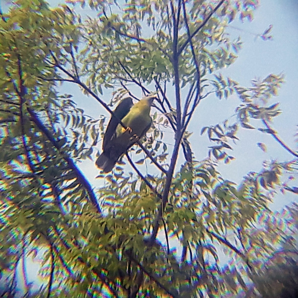 Yellow-footed Green-Pigeon - ML348000471