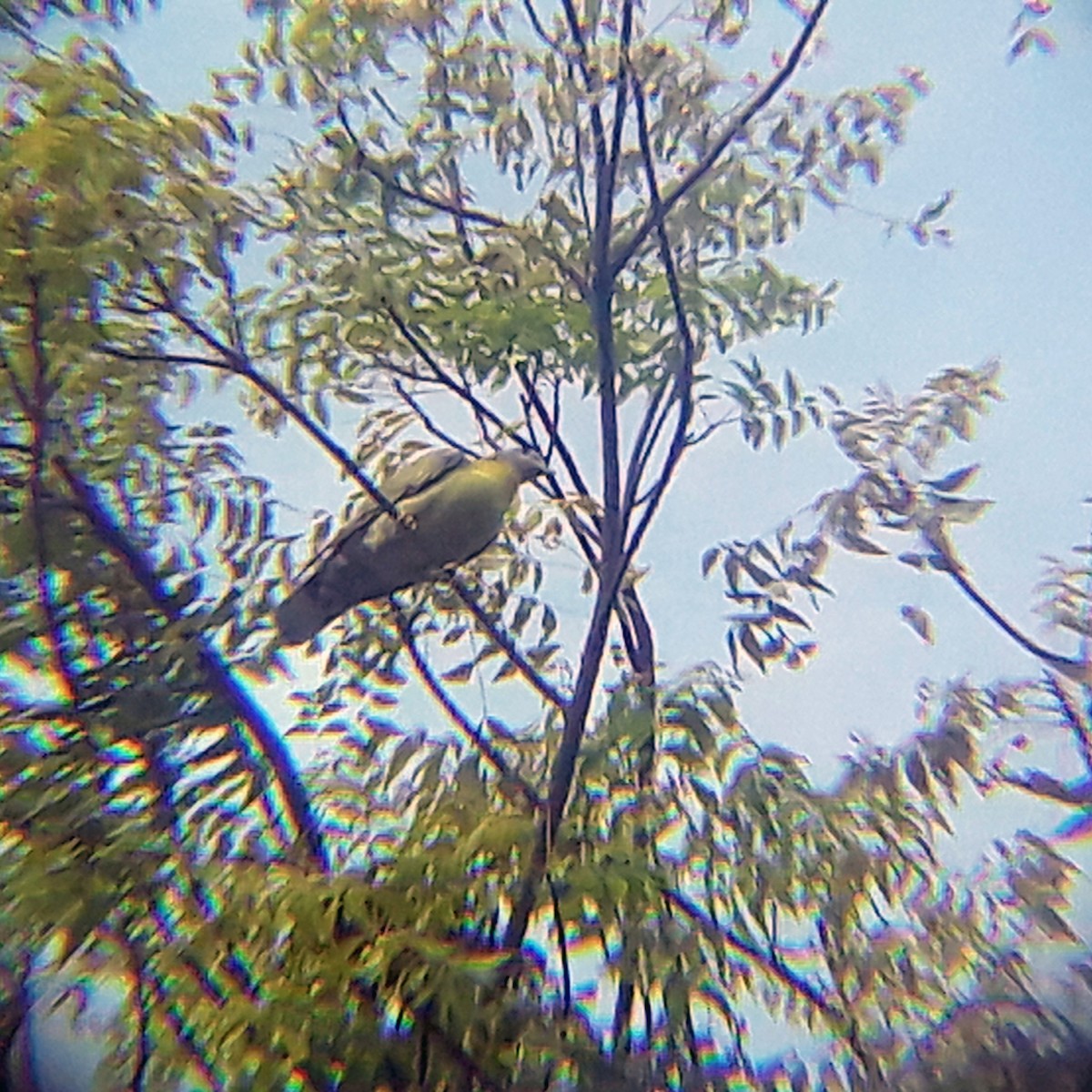 Yellow-footed Green-Pigeon - ML348000761