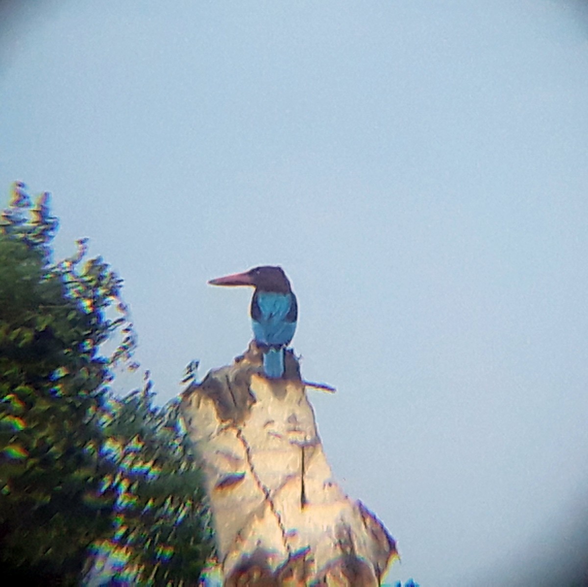 White-throated Kingfisher - ML348000881