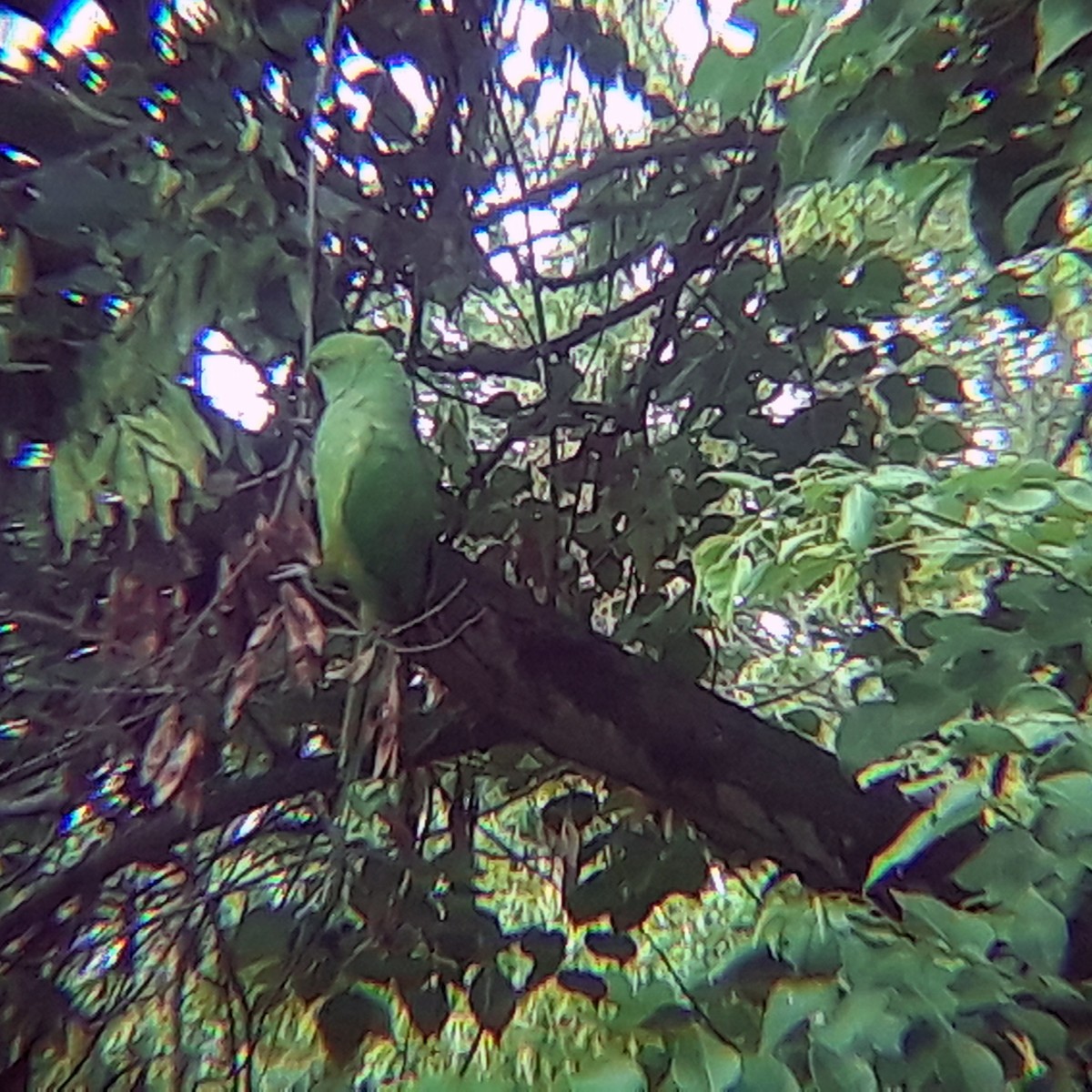 Rose-ringed Parakeet - ML348000961