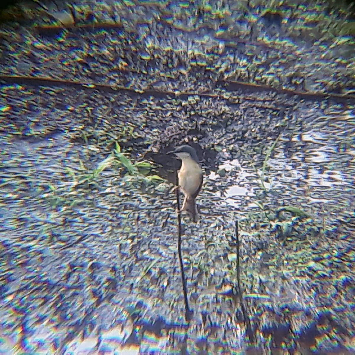 Ashy Prinia - ML348000991