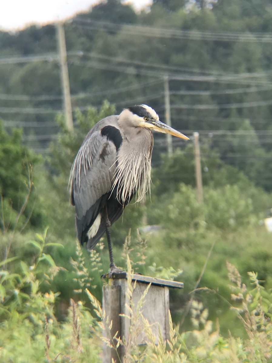 Great Blue Heron - ML348001131
