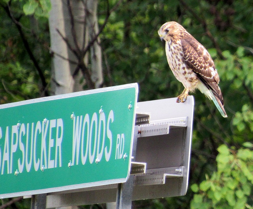 Broad-winged Hawk - ML34800421