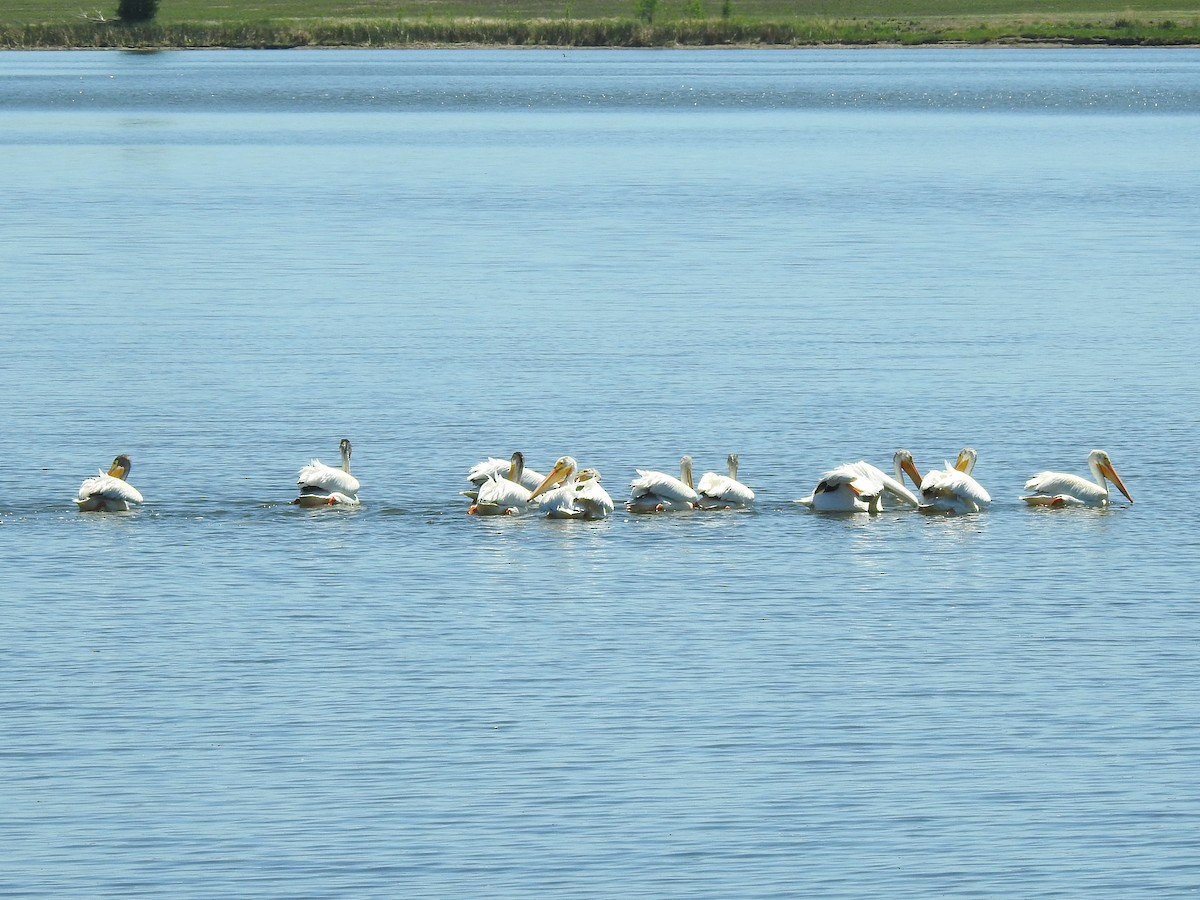 American White Pelican - ML348004721