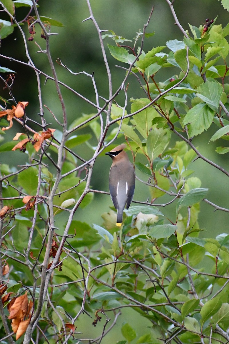 Cedar Waxwing - ML348004731