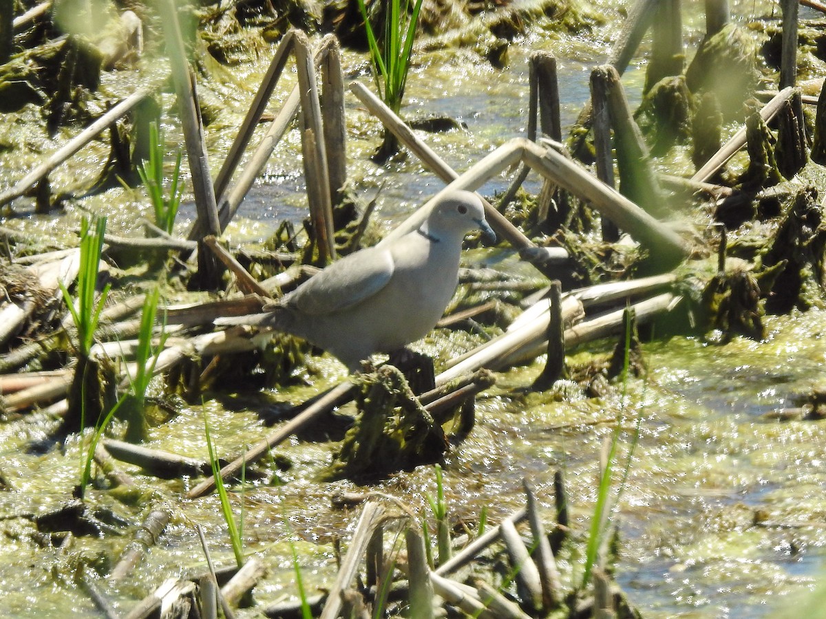 Eurasian Collared-Dove - Dan Mason