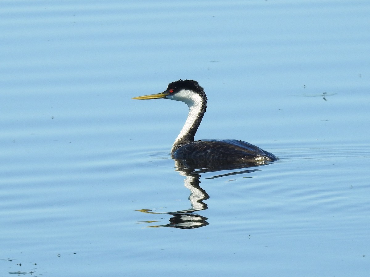 Western Grebe - ML348005121