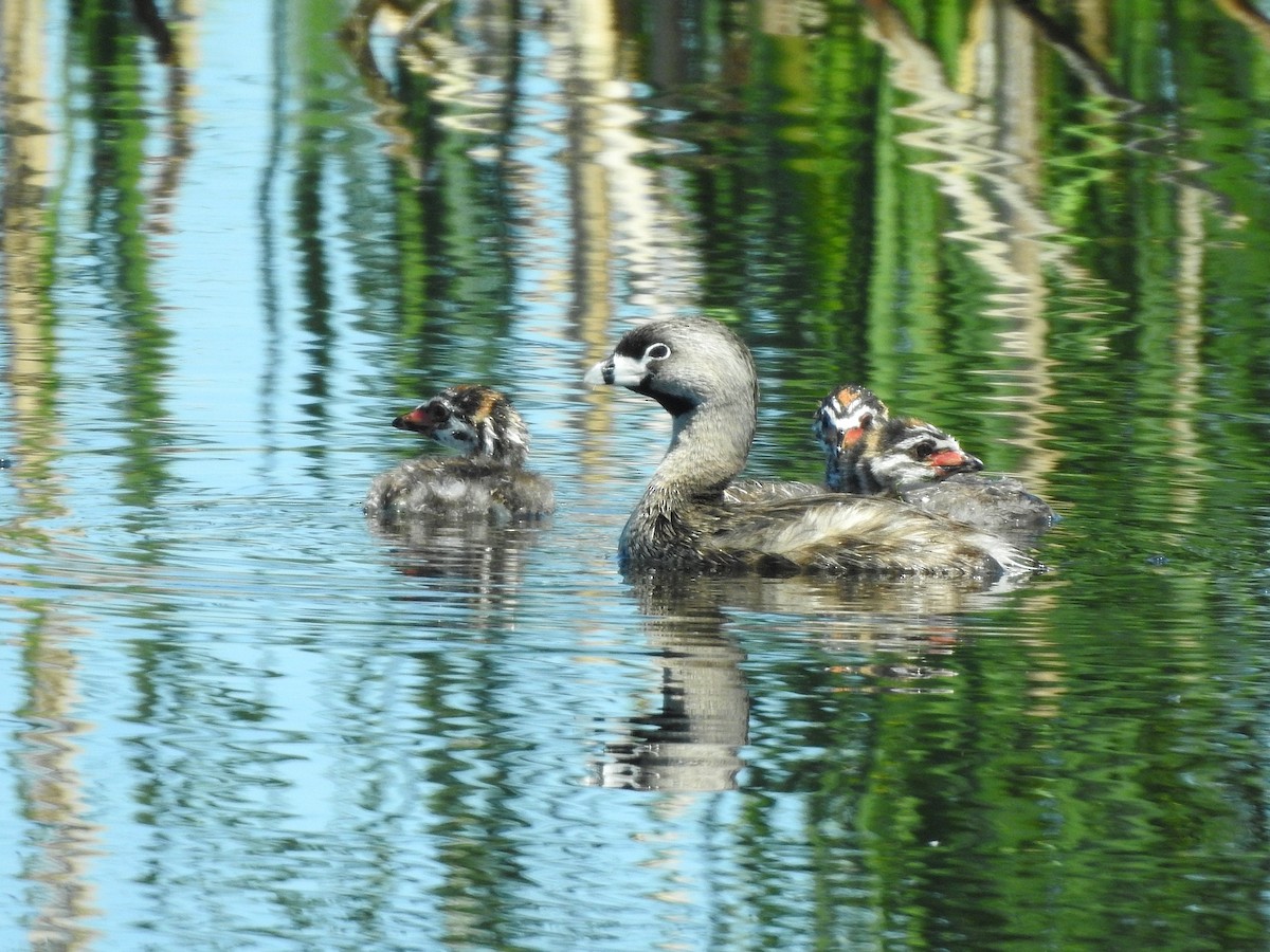 Pied-billed Grebe - ML348005201