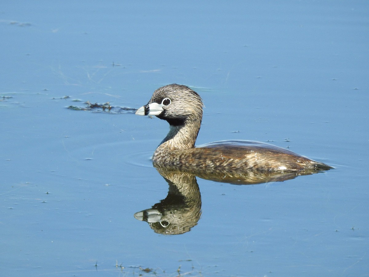 Pied-billed Grebe - ML348005231