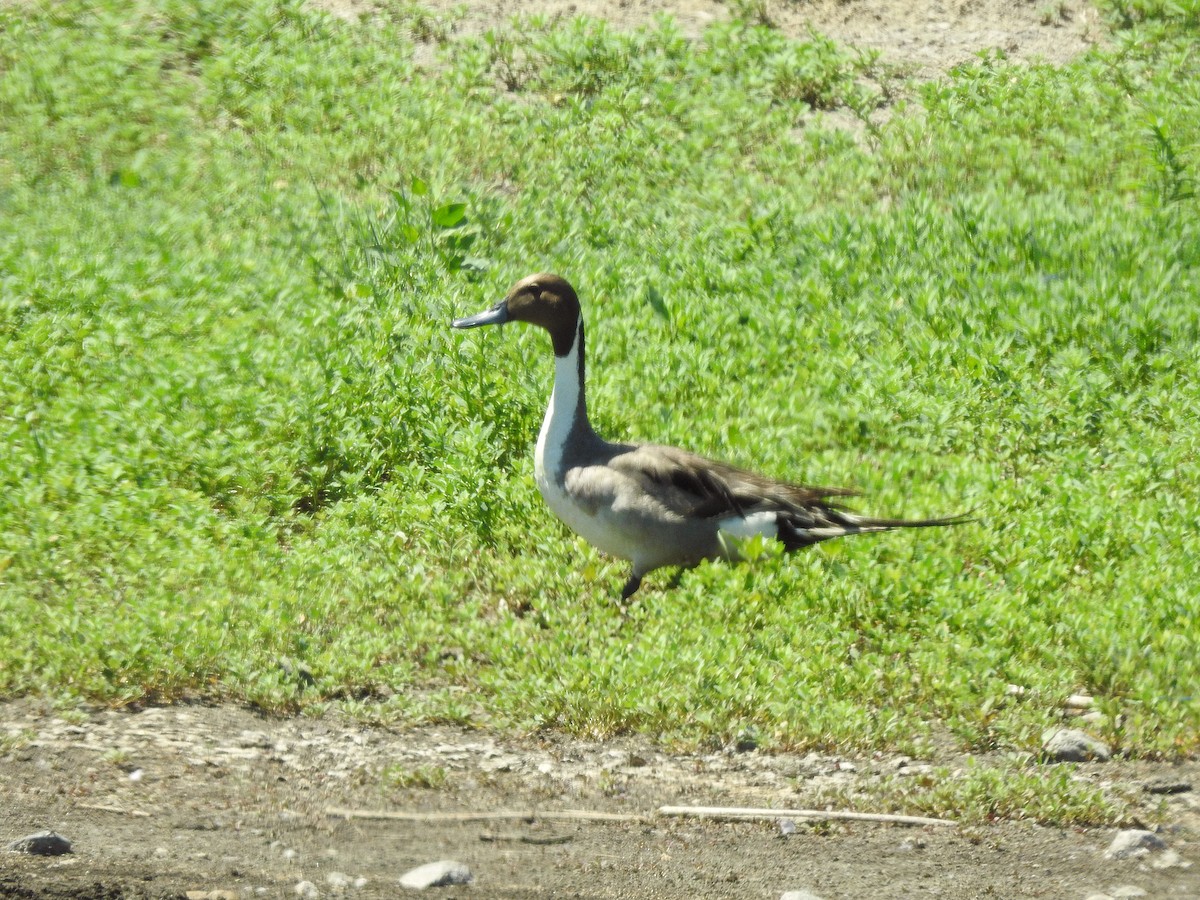 Northern Pintail - ML348005251