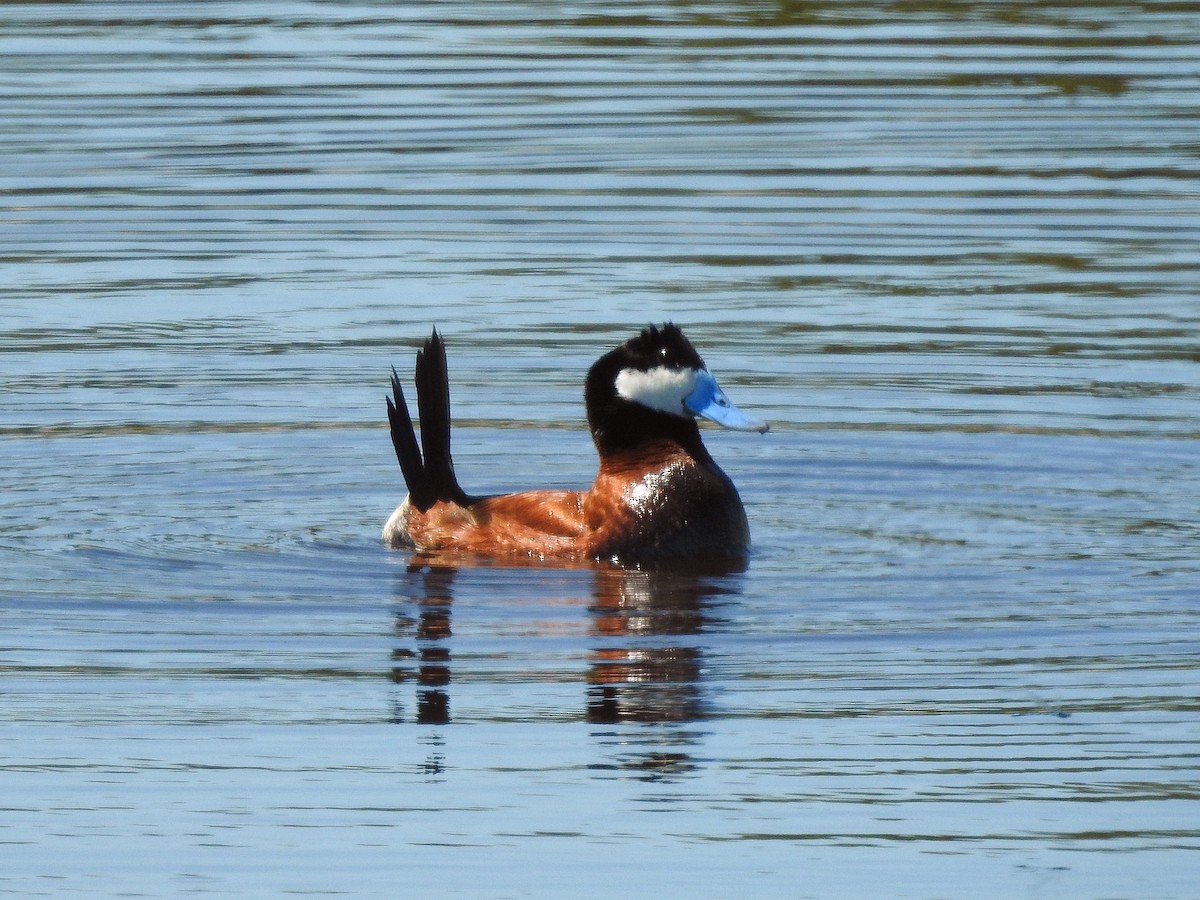 Ruddy Duck - ML348005281