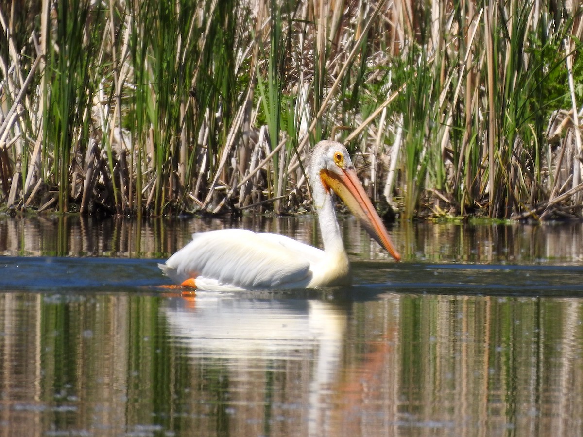 American White Pelican - ML348005331