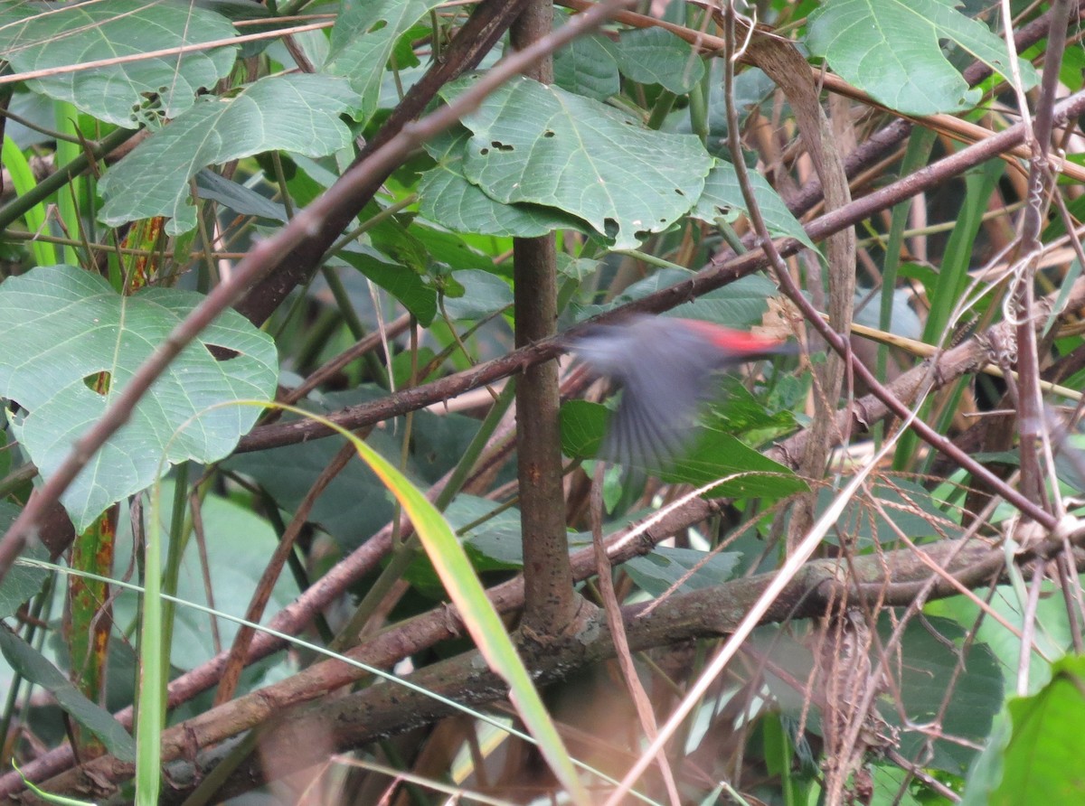 Black-headed Waxbill - Steven Hopp