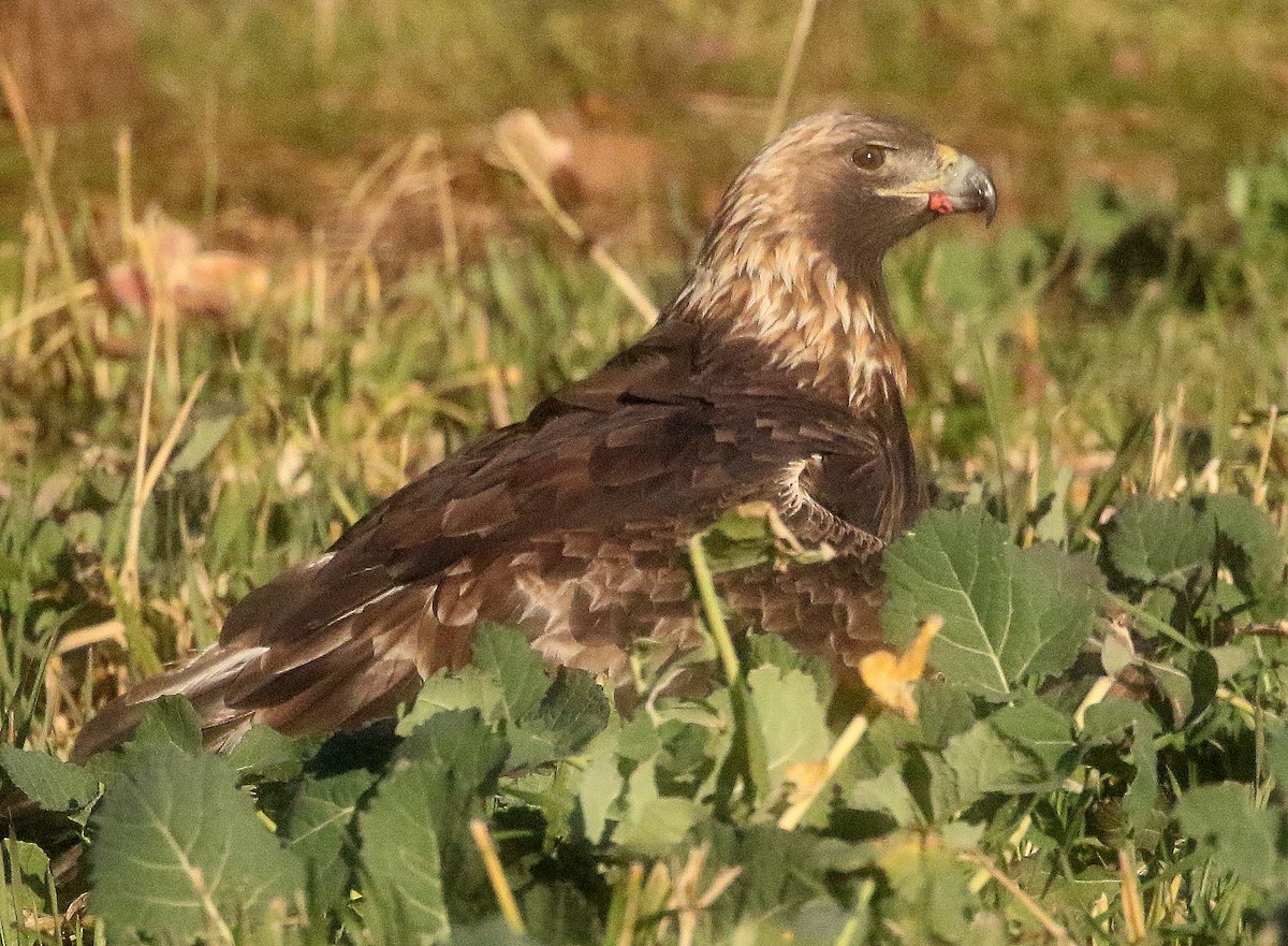 Беркут - ML348007781
