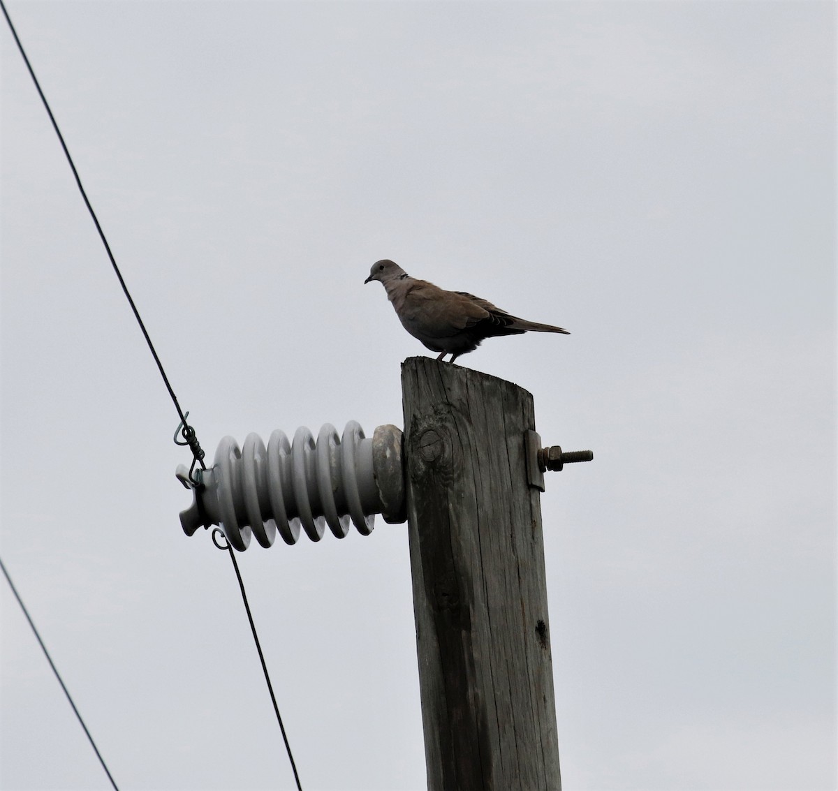 Eurasian Collared-Dove - ML348008991