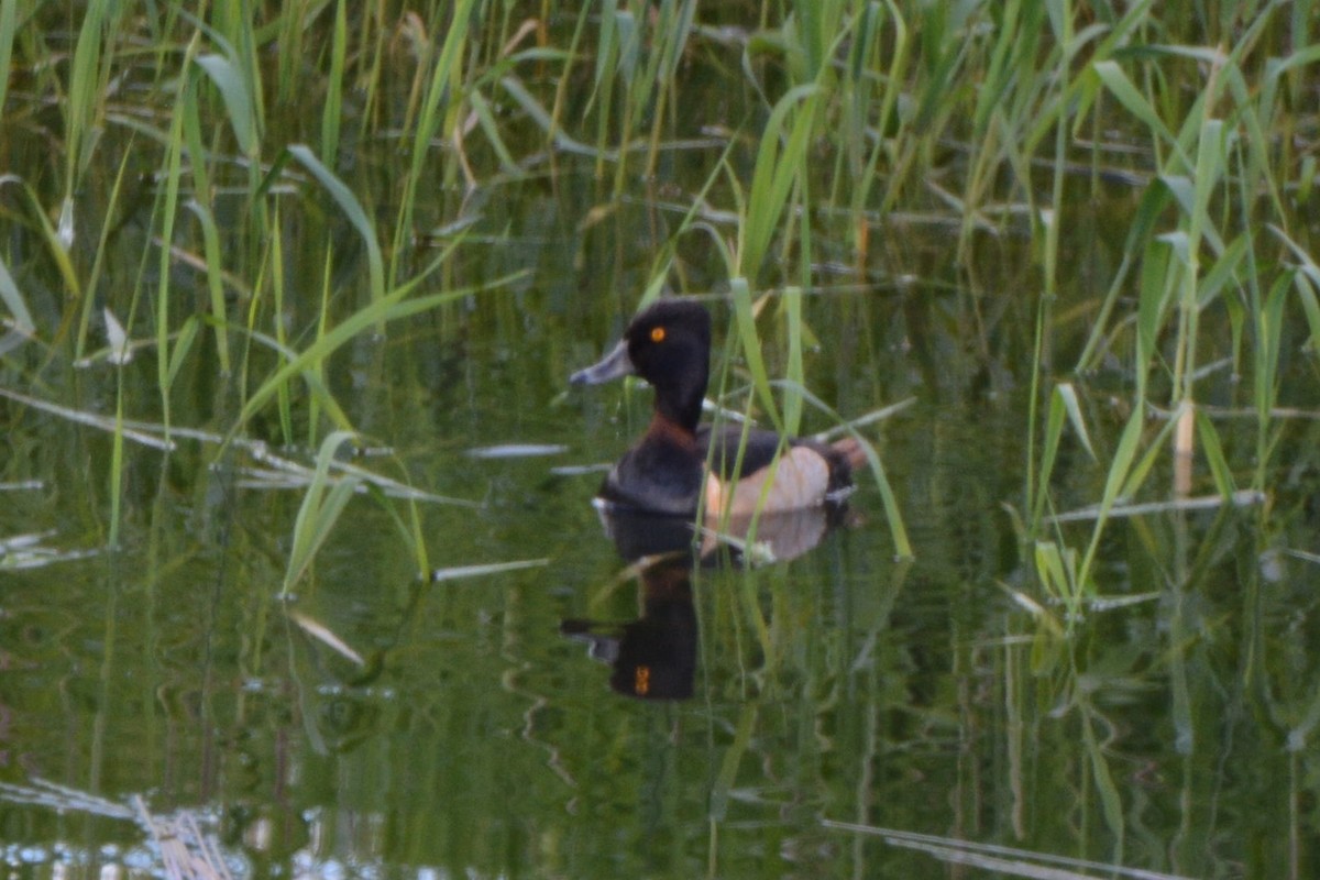 Ring-necked Duck - ML348010121