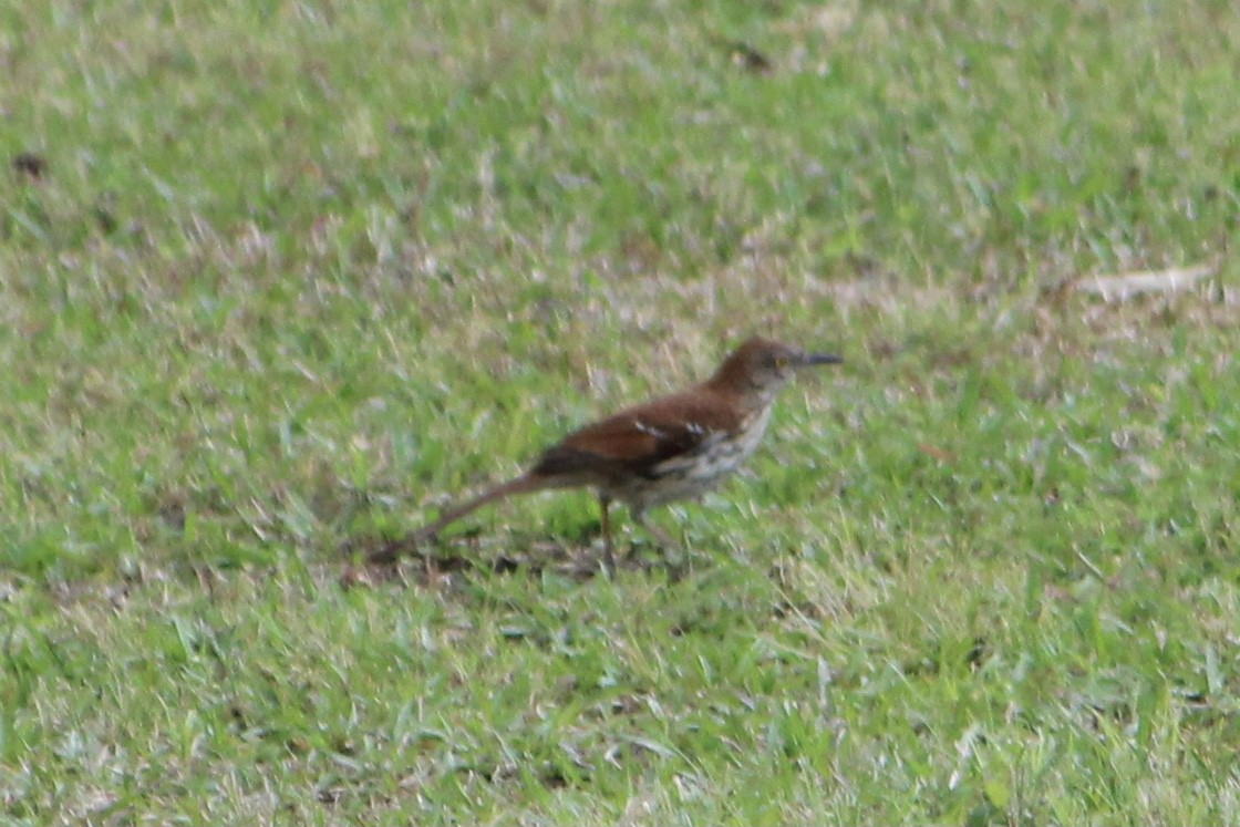 Brown Thrasher - ML348010131