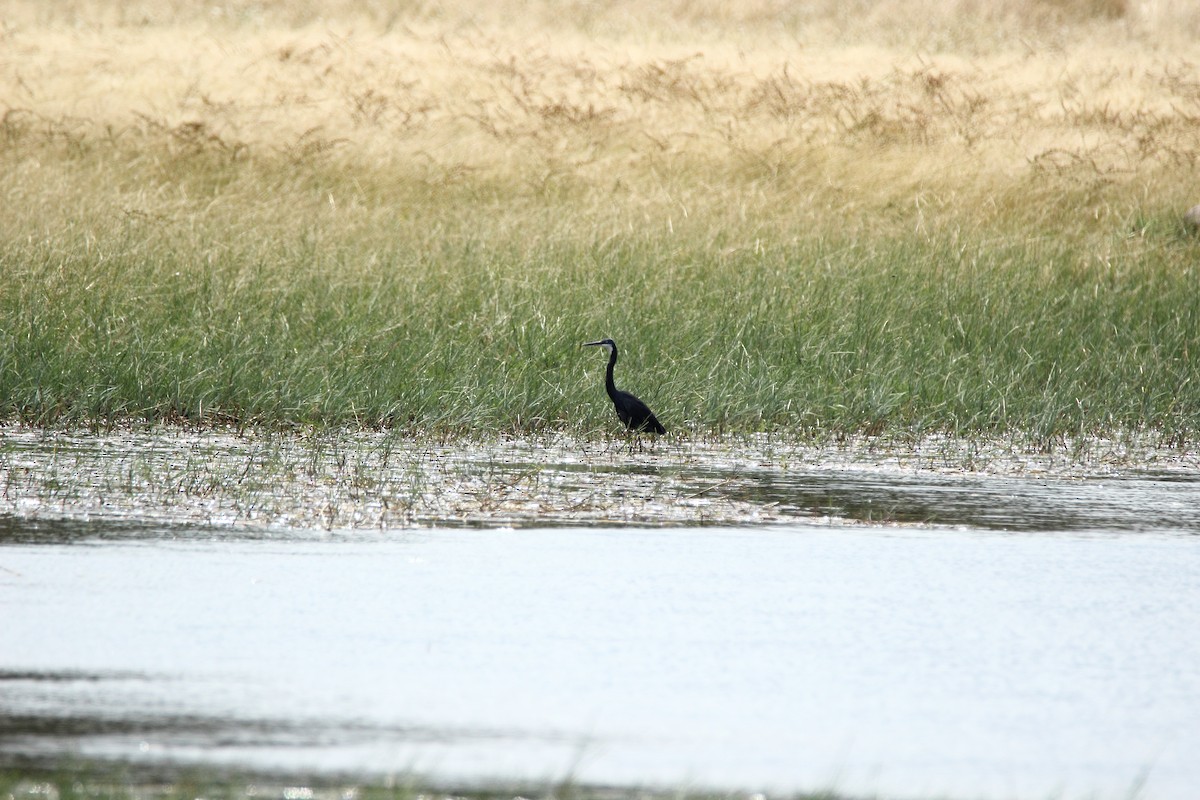 Western Reef-Heron - ML348010431